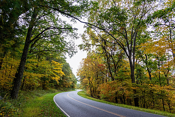 Nature, Trees, Road, Turn, Asphalt HD wallpaper