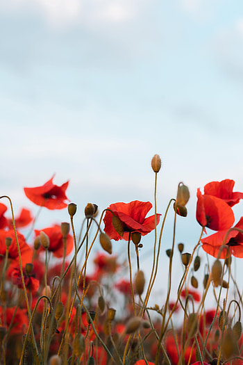 Flowers, Sky, Poppies, Wildflowers HD phone wallpaper
