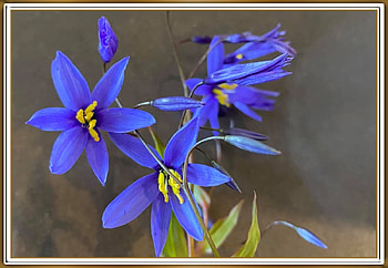 PRETTY BLUE FLOWERS, NATURE, FLOWWERS, , BLUE HD wallpaper