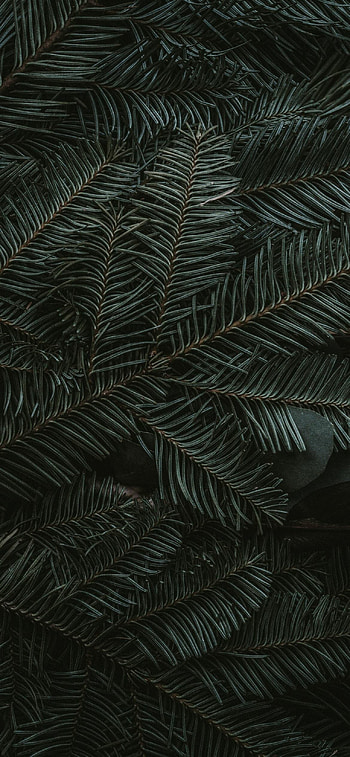 Spruce, Leaves HD phone wallpaper