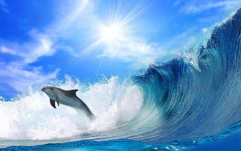 Animals, Waves, Shine, Light, Bounce, Jump, Dolphin HD wallpaper