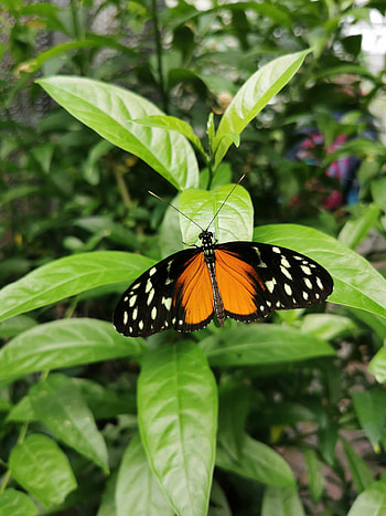 Animals, Leaves, Pattern, Stains, Spots, Butterfly, Wings HD phone wallpaper