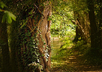 Forest Path, grass, forest, tree, path HD wallpaper