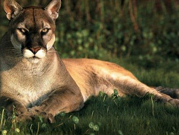 the bad cat , puma, its my day HD wallpaper