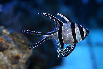 Exotic tropical fish, Vibrant underwater life, Colorful marine creatures, Tropical fish beauty HD wallpaper