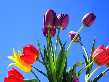 Tulips, sky, nature, flowers HD wallpaper