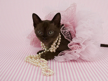 Sable Burmese , cat , background, Beautiful feline HD wallpaper