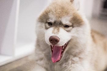 Animals, Dog, Muzzle, To Yawn, Yawn HD wallpaper