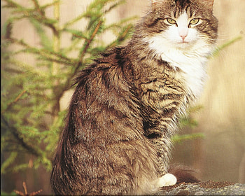 Cat sitting pretty, sitting, pretty, cute, cat, paws HD wallpaper