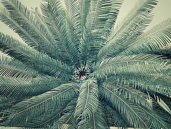 Captivating close-up of tropical palm fronds creating a radial pattern in Narayanganj, Bangladesh. HD wallpaper