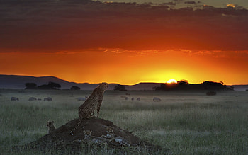Animals, Sunset, Grass, Cheetah, Horizon, Sit, Elevation HD wallpaper
