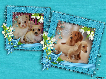 FRAMED PUPPIES, CUTE, PUPPIES, FRAMED HD wallpaper