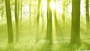 Spring sunshine, sunshine, sunlight, , spring, tree, ras of sun, light, green, nature, , sun, forest HD wallpaper