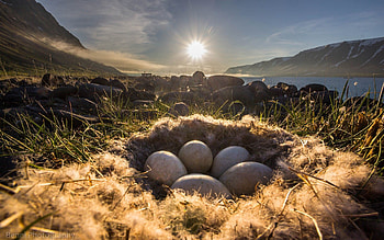 Nature, Grass, Eggs, Shine, Light, Nest HD wallpaper
