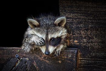 Nature's scavenger, Carnivorous mammal, , Fonwall collection HD wallpaper