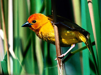 Golden Weaver, branch, golden, bird, green, look HD wallpaper