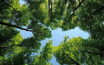 Landscape, Trees HD wallpaper