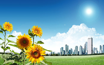 Sunflowers, Plants, Flowers HD wallpaper