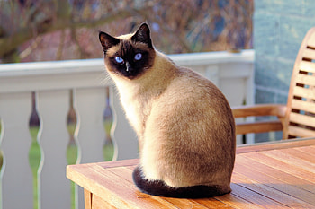 Siamese cat, animal, siamese, cat, graph HD wallpaper