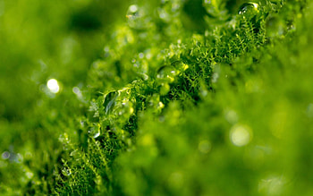 Grass, Drops, Macro, Greens, Dew HD wallpaper