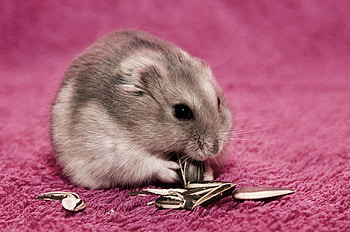 Cute Hamster Eating HD wallpaper
