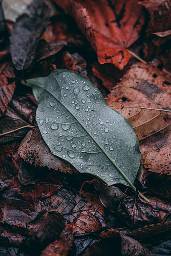 Drops, Macro, Wet, Brown, Leaflet HD phone wallpaper