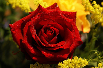 Rose, nature, red, flower HD wallpaper