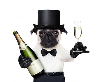 Happy New Year!, dog, animal, white, black, bottle, glass, pug, funny, hat, new year, caine HD wallpaper