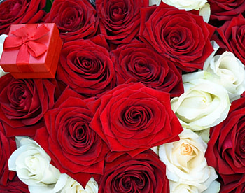 Red and white roses, flowers, bloom, roses, gift HD wallpaper
