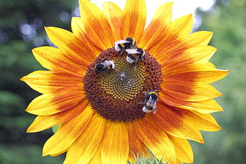 Flowers, Insects, Flower, Sunflower, Bumblebees HD wallpaper
