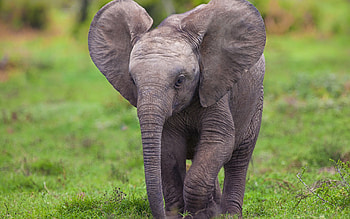 Elephant , Wildlife graphy, Majestic creatures, Animal backgrounds HD wallpaper