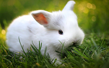 Rabbit, animal, white, pretty, cute, beautiful, nature, nice HD wallpaper
