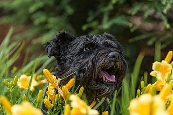 Animals, Flowers, Dog, Muzzle, Protruding Tongue, Tongue Stuck Out HD wallpaper