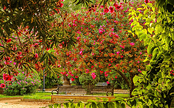 Garden in Seville, Spain, bench, flowering, garden, relax, beautiful, Seville, park, summer, rest, trees, Spain HD wallpaper