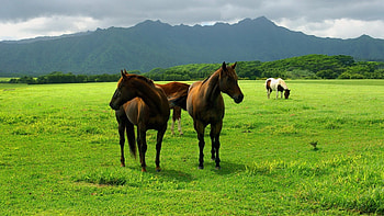Horse In Open Field, horse, animals HD wallpaper