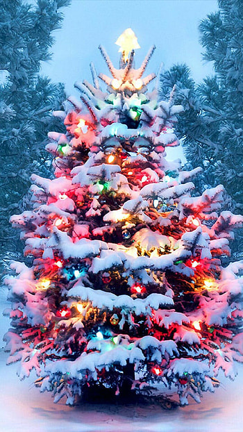 High-quality Christmas trees, Festive , Holiday cheer, Top s HD phone wallpaper