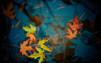 Maple leaf, Water's touch, Nature's tranquility, Peaceful landscape HD wallpaper
