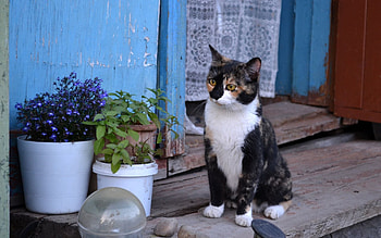 She's name Musandra, cat, musandra, Calico cat, three-colored HD wallpaper