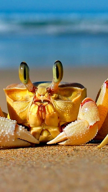 Mediterranean sea crab, Mobile , Cute marine animals, Oceanic charm HD phone wallpaper