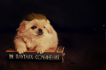 Dog, sweet, pay, dogs, puppies, cute, beautiful, beauty, playful, playful dog, puppy, dog face, pretty, animals, face, bubbles, lovely HD wallpaper