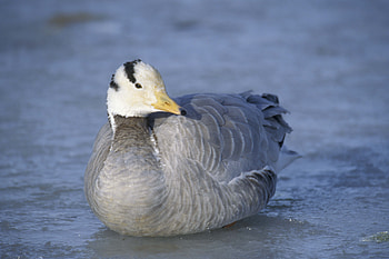 Animals, Winter, Feather, Bird, Duck HD wallpaper