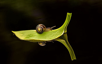 Macro, Sheet, Leaf, Snail, Travels, Dark Water HD wallpaper