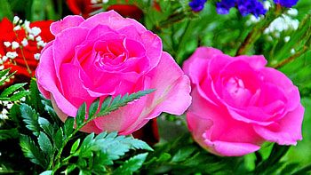 ROSES, PETALS, LEAVES, NATURE, COLORS HD wallpaper