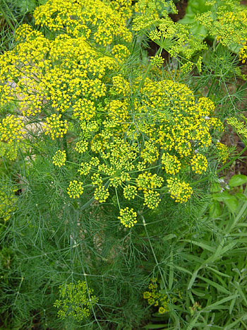 Organic dill seeds, Turtle Tree's initiative, Sustainable gardening, Seed preservation HD phone wallpaper