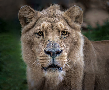 Animals, Muzzle, Lion, Predator, Sight, Opinion, Lioness HD wallpaper