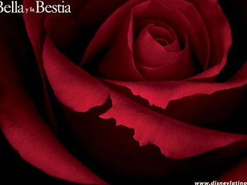 A Real Beautiful rose, rose, real HD wallpaper