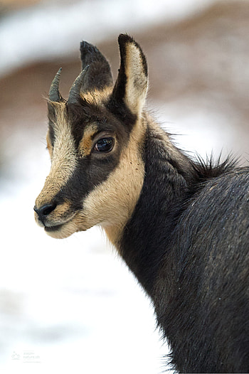Chamois species, Shared happiness, Playful mountain residents, Joyful wildlife HD phone wallpaper