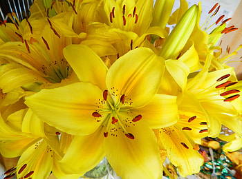 Flowers, Lilies, Bright, Bouquet, Stamens HD wallpaper