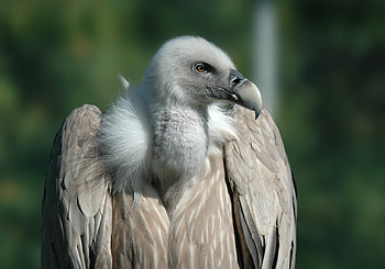 Brown and Gray, Vulture , Peakpx HD wallpaper