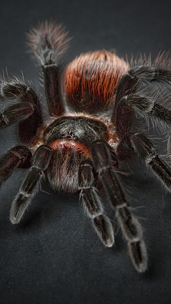 Tarantula , Arachnid diversity, Nature's wonders, Exquisite species HD phone wallpaper